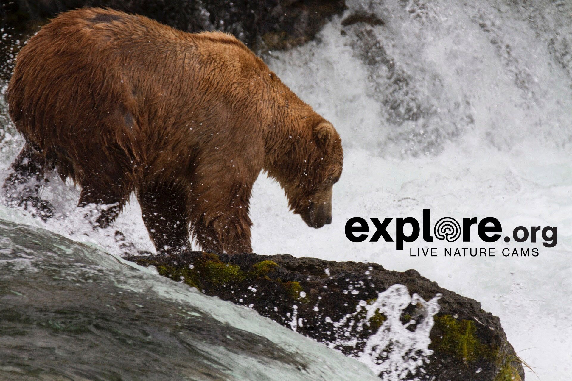 whas11.com | WATCH: Bear Cam at Katmai National Park & Preserve in Alaska